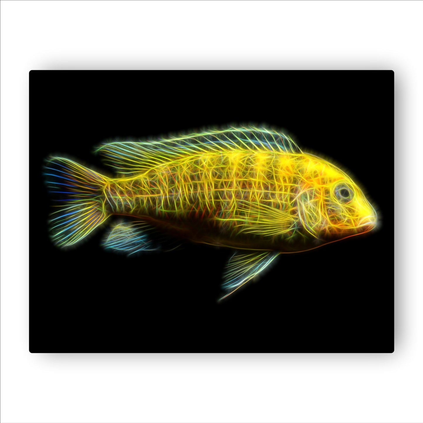 Labidochromis caeruleus (Yellow Lab) Cichlid Prints with Stunning Fractal Art Design.