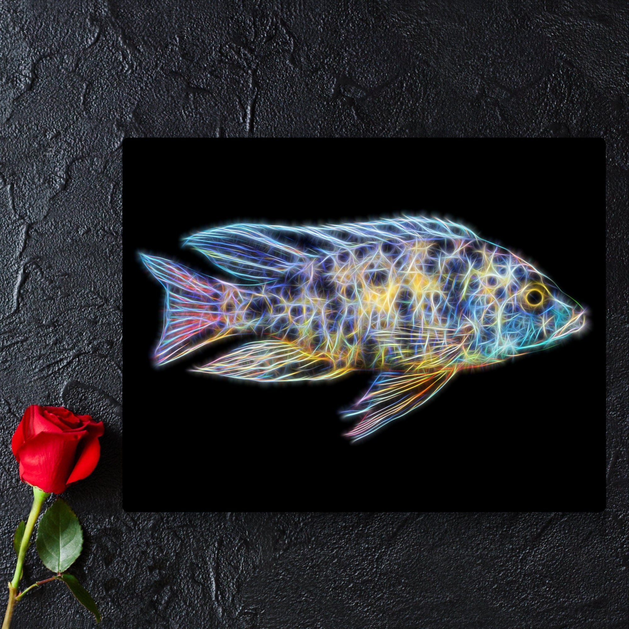Ob Peacock Cichlid Bicolor Peacock Cichlid – Splashy Fin Live Fish