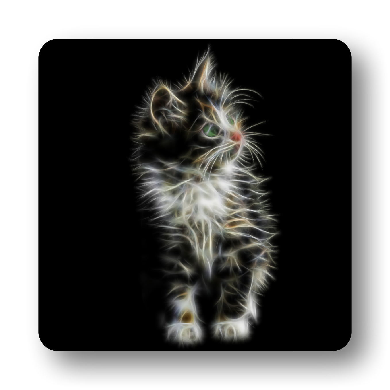Kitten Coaster