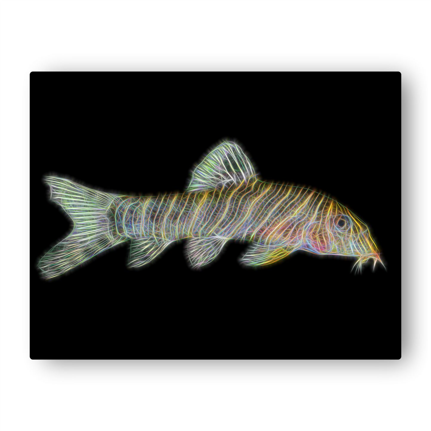 Zebra Loach Aluminium Metal Wall Plaque