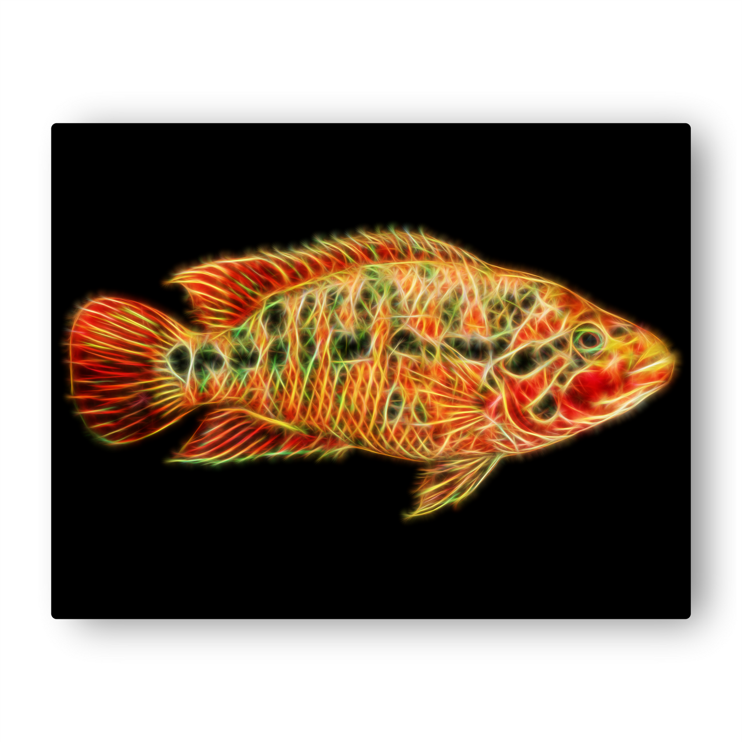 Red Tiger Motaguense Cichlid Print Parachromis motaguensis