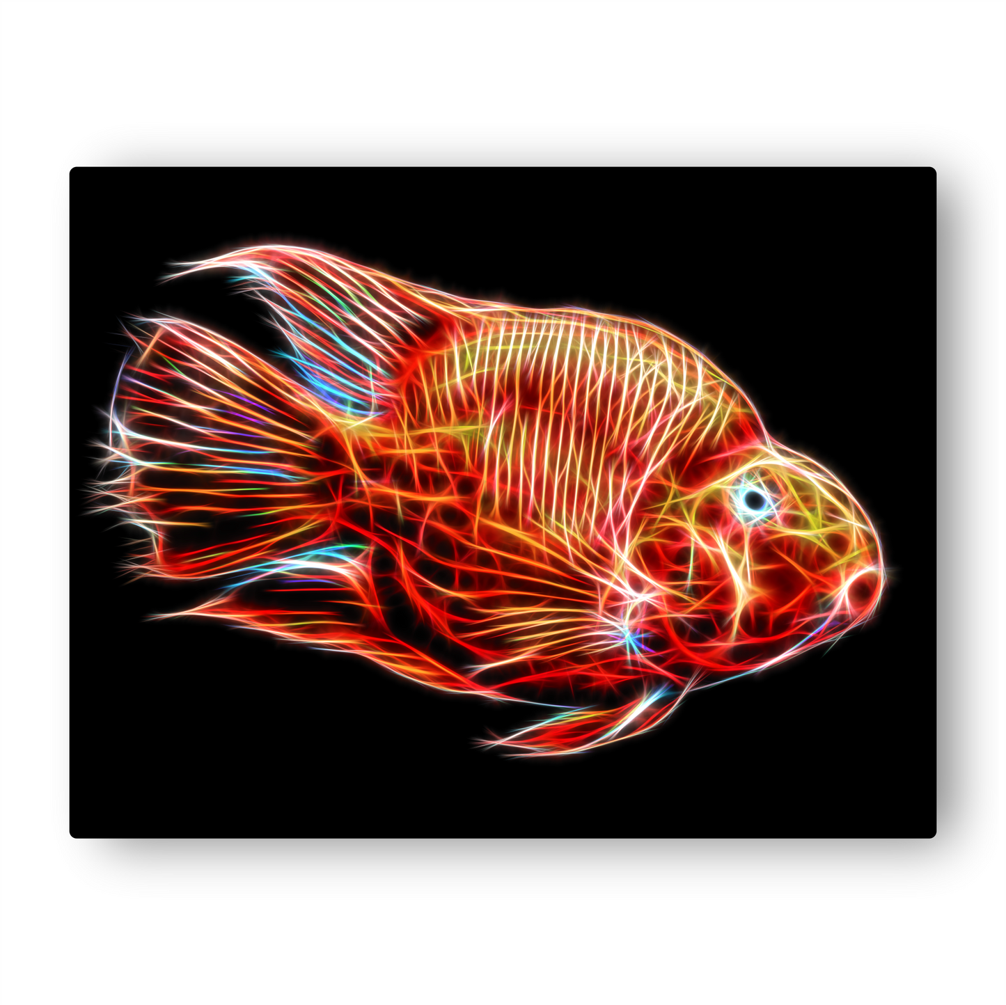 Red Blood Parrot Cichlid Aluminium Metal Wall Plaque