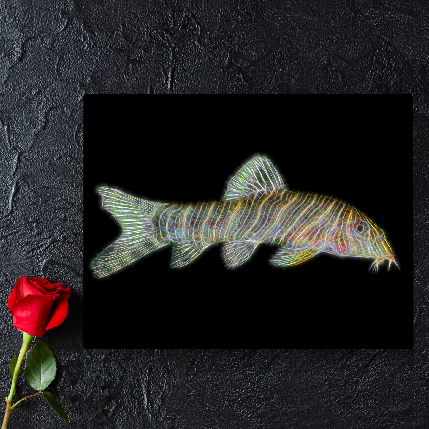 Zebra Loach Aluminium Metal Wall Plaque